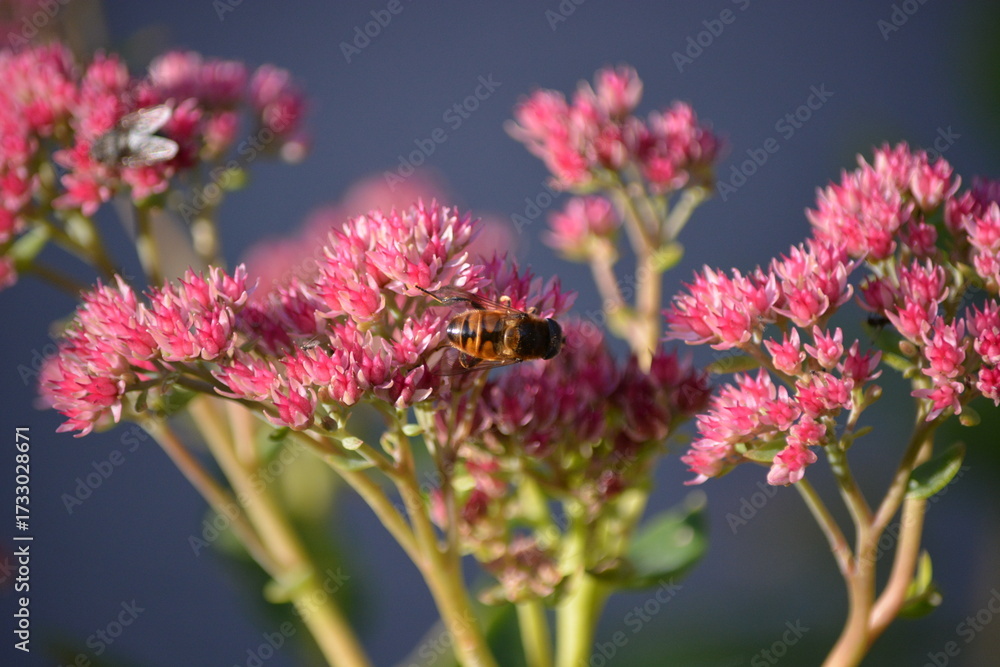 Fototapeta premium bee on a pink fall flower