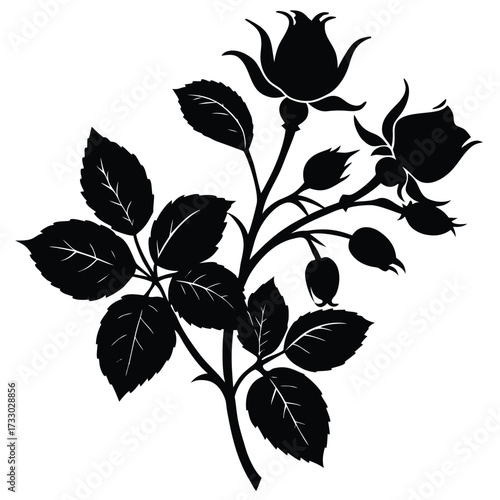 rose hip silhouette vector illustration on white b.eps