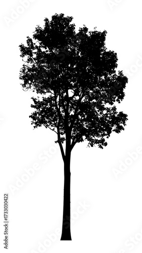 Silhouette of a deciduous tree