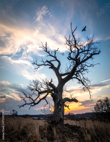 Silhouette of a dead tree at sunset