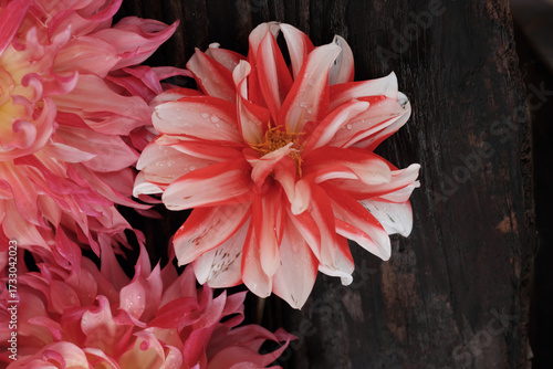 A series of flat lay photos showing a vibrant collection of fresh cut dahlia flowers in various shades of pink, yellow, and red on a rustic dark wooden background. The images capture their beautiful, 