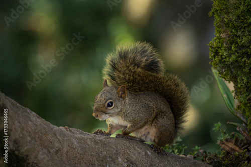 Brazilian squirrel (Sciurus aestuans) in Atlantic Forest