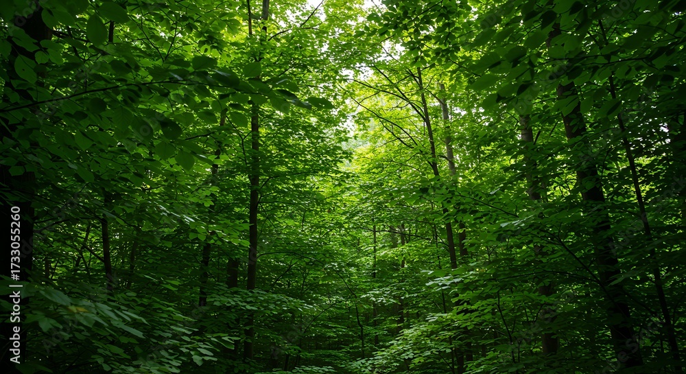 Fototapeta premium Lush green forest canopy scene with sunlight filtering through branches