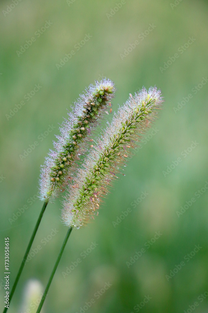 Obraz premium 二本の穂先が寄り添っているようにも見えて、可愛らしく愛おしい姿です