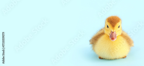 Cute duckling on blue backg...