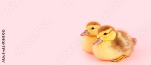 Cute ducklings on pink back...