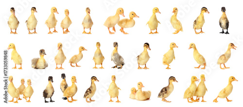Set of many cute ducklings ...
