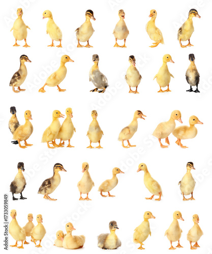 Set of many cute ducklings ...