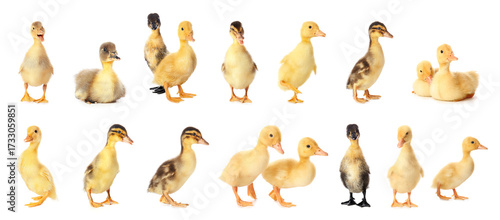 Set of many cute ducklings ...