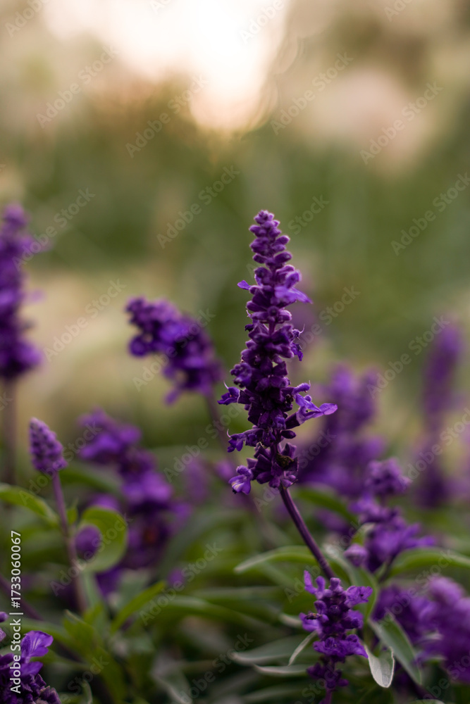 Obraz premium close up of lavender