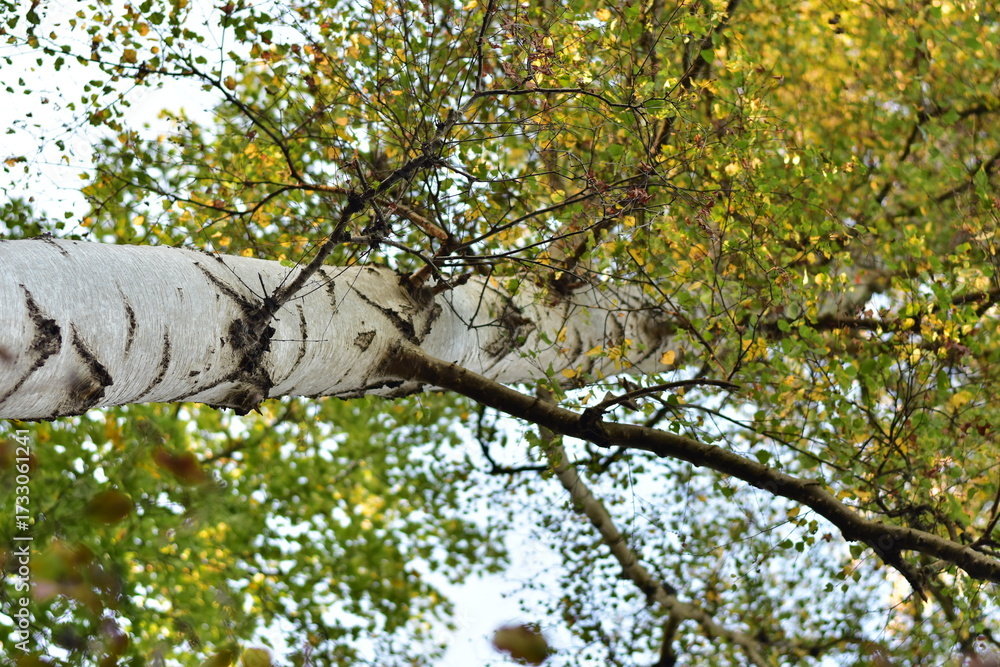Obraz premium Autumn views