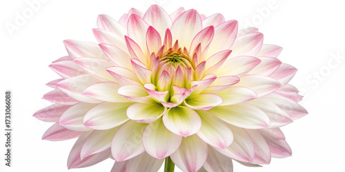 Close-up Dahlia Bloom with Pink and White Petals on Transparent Background
High-Resolution Macro of Dahlia Flower with Gradient Petals