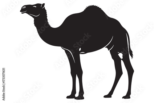 Silhouette of a camel isolated on white background, showcasing its distinctive hump and long legs, a symbol of resilience in arid landscapes vector illustration