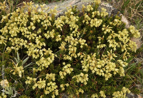 Yellow Mountain Heather (Phyllodoce glanduliflora) wildflower in Beartooth Mountains, Wyoming