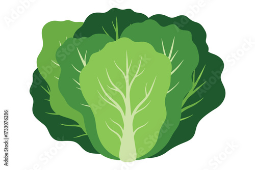 Fresh and vibrant head of lettuce isolated on white background, showcasing its crisp leaves and inviting green color for healthy eating concept vector illustration