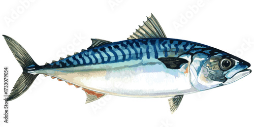 Watercolor Illustration of Fresh Mackerel Fish