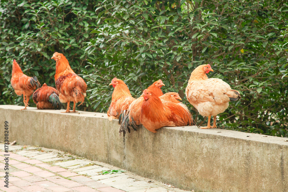 Fototapeta premium Free-Range Chickens and Roosters on Wall with Green Background - Organic Farm Poultry