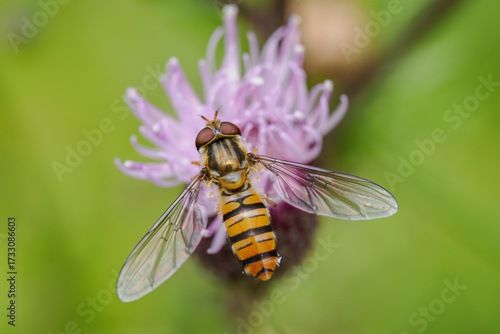 Fotografie A hoverfly on a pink thistle flower in close-up.