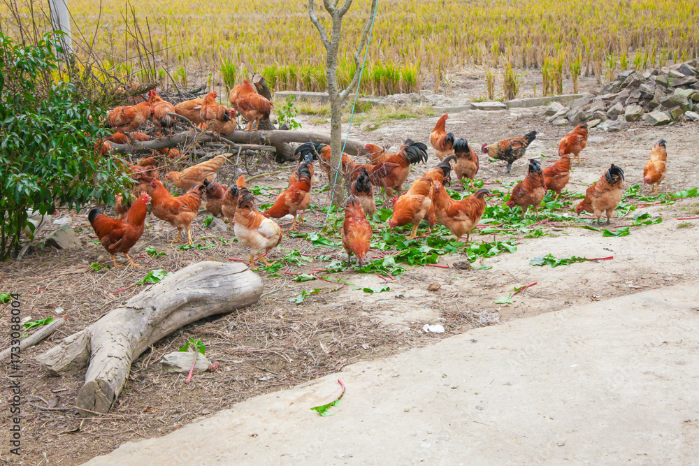 Fototapeta premium Free Range Chickens Foraging on Local Organic Farm - Sustainable Poultry Agriculture