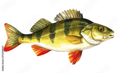 Watercolor Illustration of Perch Fish – Detailed Aquatic Wildlife Art