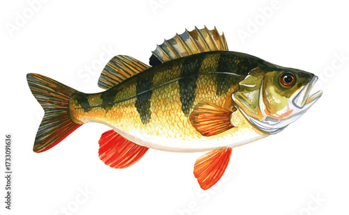 Watercolor Illustration of Perch Fish – Detailed Aquatic Wildlife Art