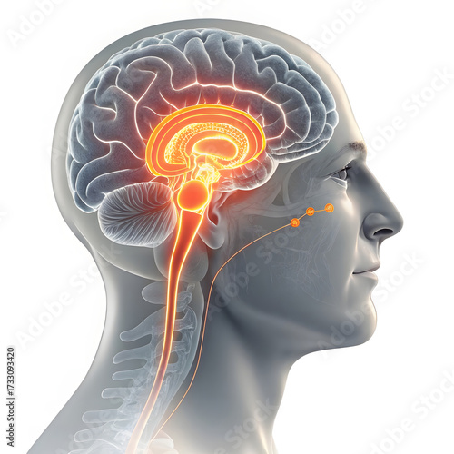 The Activated Neural Pathway 3D Visualization of Brain Cross-Section and Signal Transmission Limbic System and Cranial Nerve Connection Conceptual Medical Render of Human Head and CNS