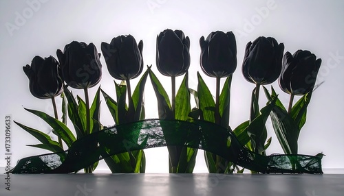 Silhouetted black tulips with a green ribbon