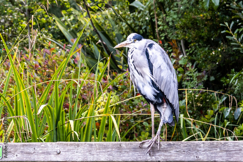 great blue heron