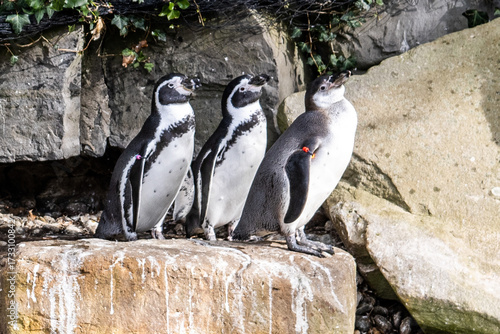penguins on the rocks
