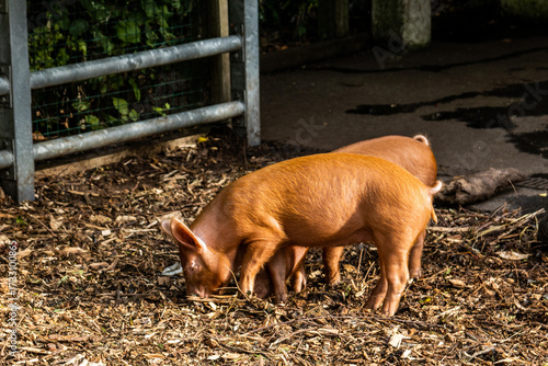 two pigs in a farm