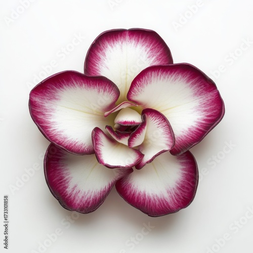Beautiful Single Orchid Flower with Rich Red and White Petals