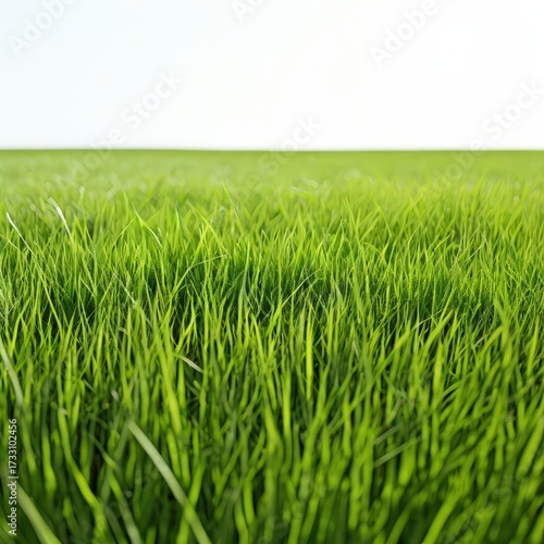 an AI Image Generator, Vibrant Green Grass Border On White Background