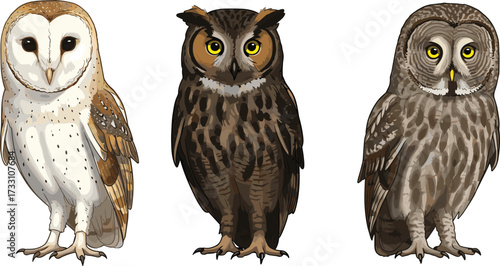 Owl illustration, barn owl, great horned owl, barred owl, wildlife art, bird drawing, nature design, detailed feathers, nocturnal species