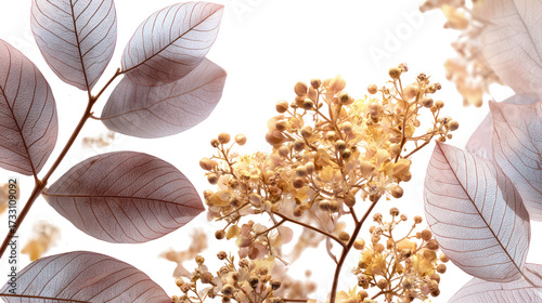 Close up of delicate dried flowers and leaves isolated on transparent background