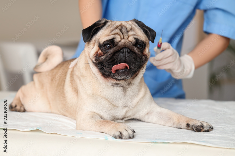 Obraz premium Female veterinarian giving vitamin A injection to pug dog in clinic, closeup