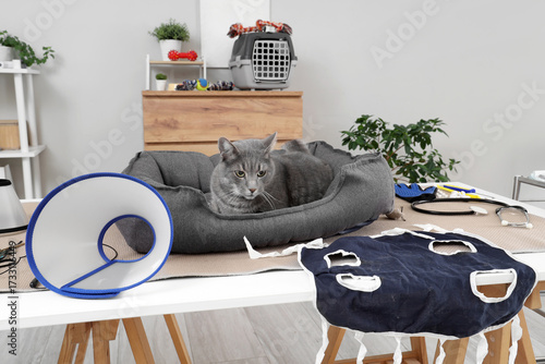 Cute cat lying on pet bed a...