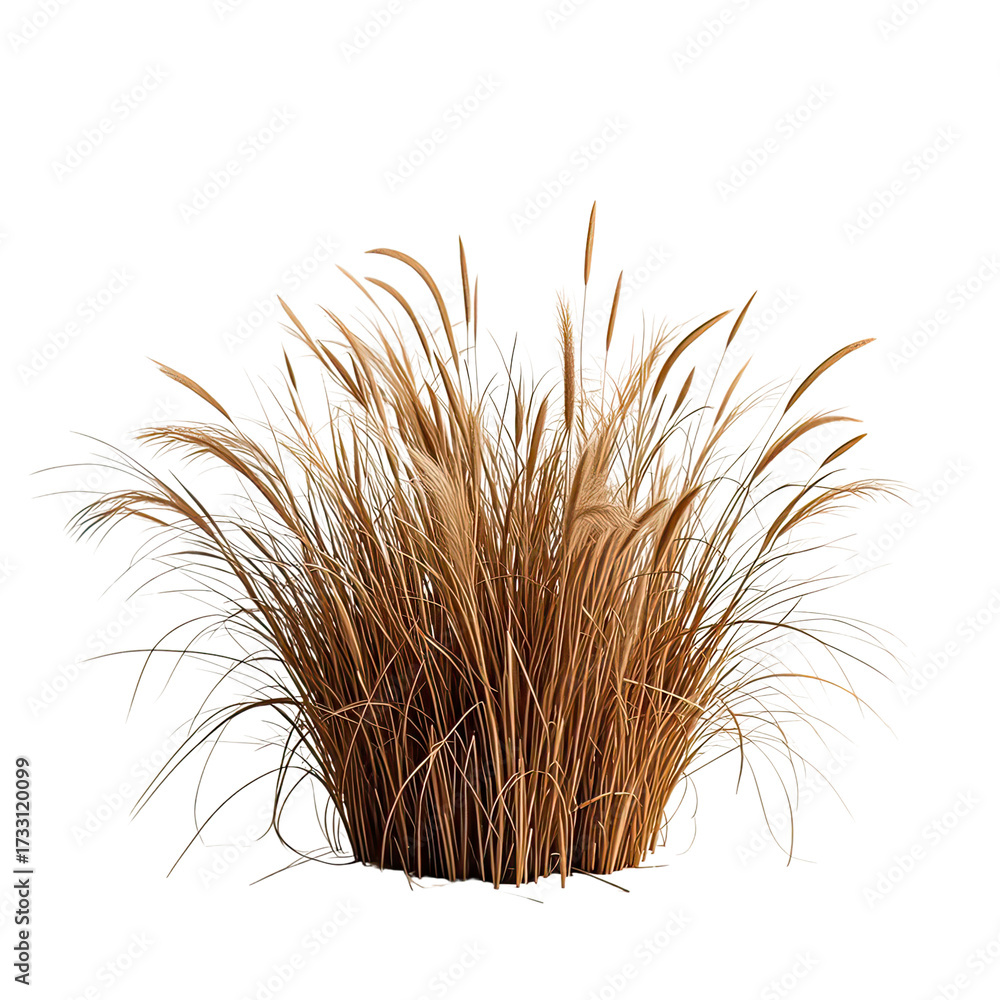 Obraz premium Natural Dried Pampas Grass Bush, Generative AI