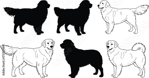 Collection of golden retriever dog silhouettes and outline illustrations, vector design showing domestic pet animals standing in natural posture, decoration