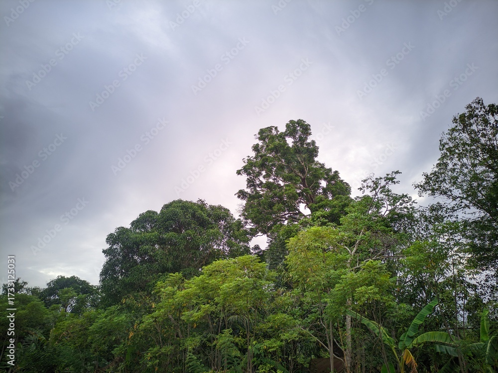 Obraz premium Dense green forest canopy under a cloudy, overcast sky, showcasing natural wilderness and lush foliage.