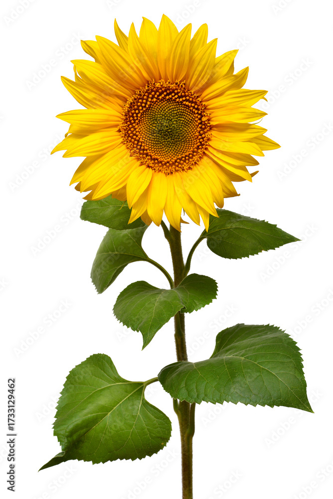 Obraz premium Sunflower isolated on white background. Sun symbol. Flowers yellow, agriculture. Seeds and oil. Flat lay, top view