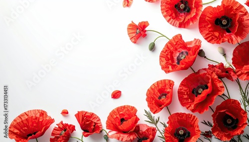 Vivid red poppies scattered against a white background, forming an elegant corner border
