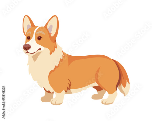 welsh corgi breed dog sitting on a white background