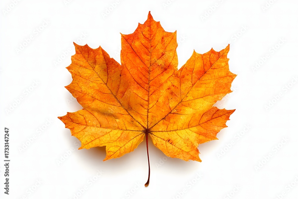 Fototapeta premium Vibrant Orange Maple Leaf Isolated on a Light Background for Nature Inspired Design