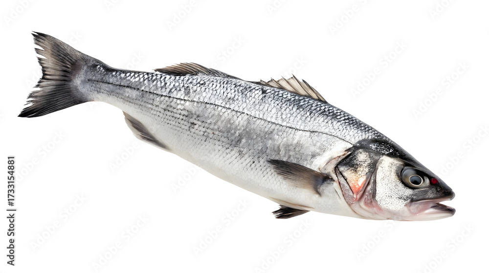 Obraz premium Fresh sea bass fish isolated on white or transparent background