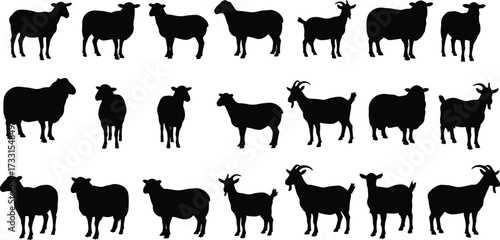 Sheep and goat silhouettes collection, livestock vector illustration, farm animals design, agriculture artwork, rural countryside farming concept, domestic mammal graphics