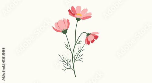 Delicate pink cosmos flowers bloom with slender stems and green leaves.