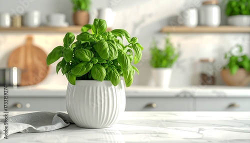 Fresh basil plant on a kitchen countertop