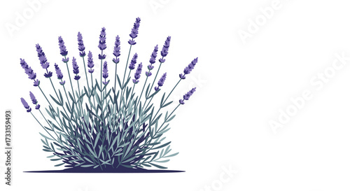 A beautiful bunch of fragrant lavender plants in full bloom under soft sunlight.