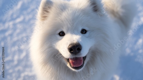 White dog in snow