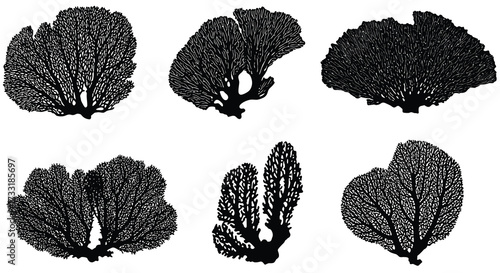 Detailed black and white illustration of various branching coral formations